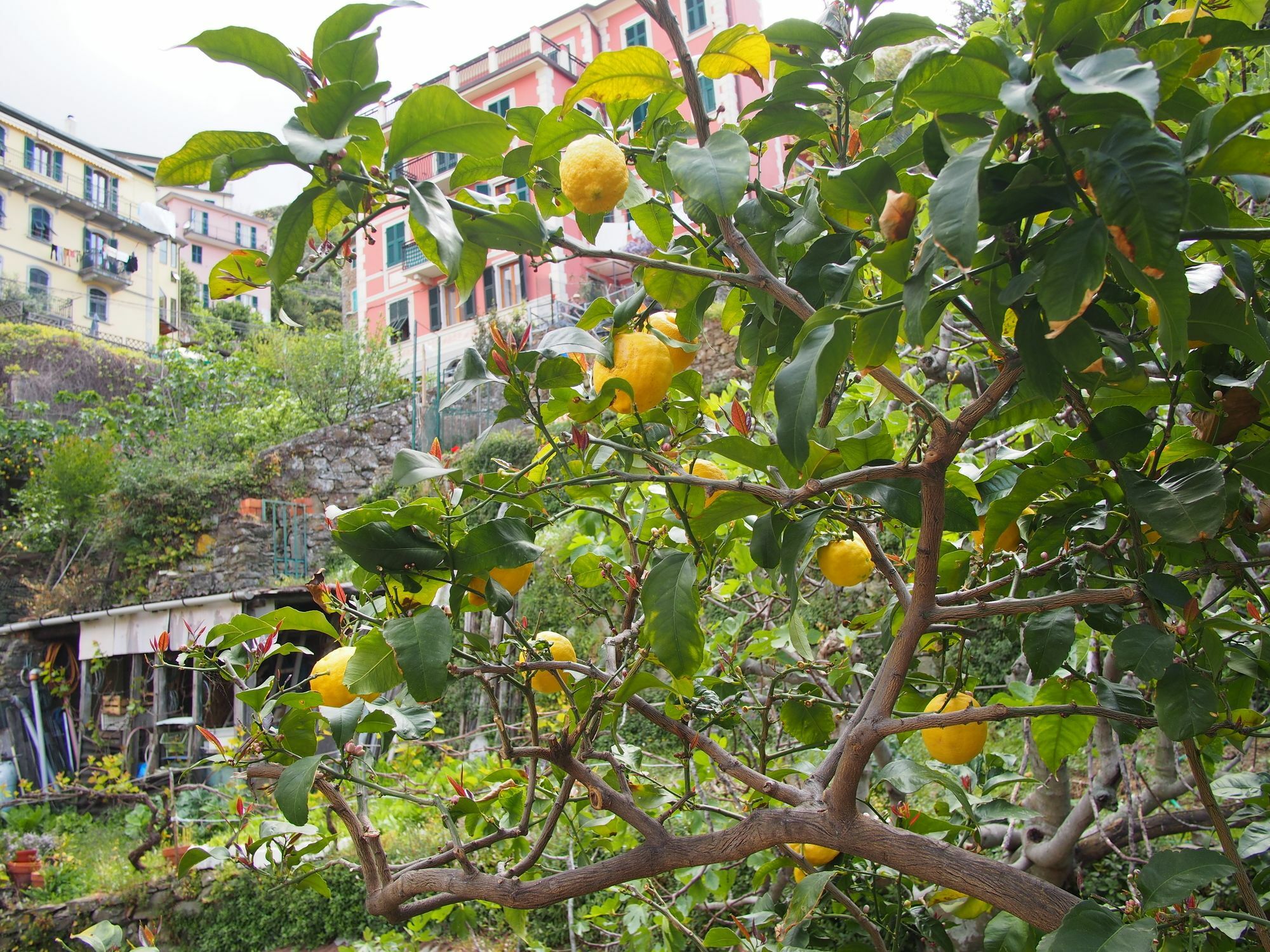Ciao Bella Rainbow Hotel Riomaggiore Ngoại thất bức ảnh